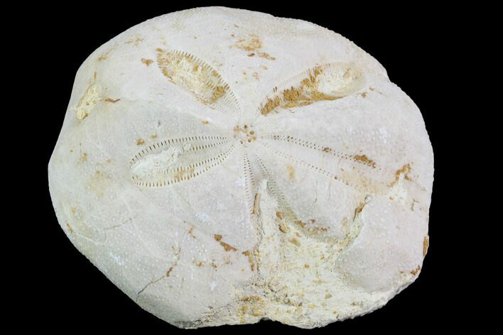 Fossil Echinoid (Sea Urchin) - Taouz, Morocco #87192